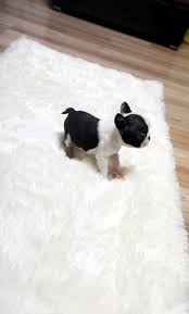 Cavalier king charles spaniel for sale, cavalier king charles spaniel puppies for sale, cavalier king charles spaniel puppies near me, cavalier king charles spaniel breeder, cavalier king charles spaniel for adoption, cavalier king charles spaniel prices, teacup cavalier king charles spaniel for. Teacup Puppy Teacup Puppy For Sale French Bulldog Bianco French Bulldog Puppies Teacup Puppies Puppies