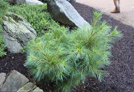 Image result for Pinus strobus