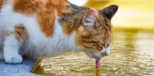 Ask a professional cat vet anytime. How To Get Your Cats To Drink More Water Sanicat