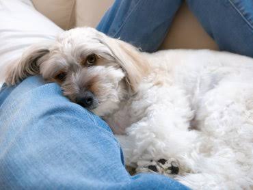 Why does the dog lie between your legs? | We love Dogz