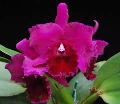 Blc Guanmiau City Black Flower Orchid Photo Beautiful Orchids Cattleya