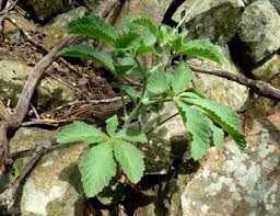 Image result for Cyphostemma lanigerum