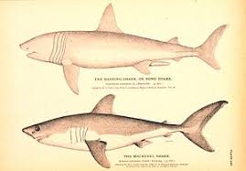 Also, see if you ca. Shark Quiz Trivia Quiz Questions And Answers On Sharks