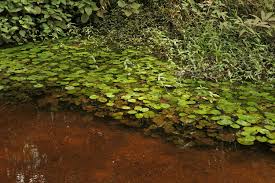 Image result for Nymphaea maculata