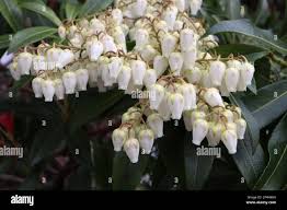 Image result for Pieris japonský debutante obrázek