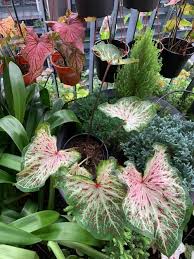 65 Most Beautiful Caladium Varieties In 2020 Caladium Calathea Plant Flower Pots Outdoor