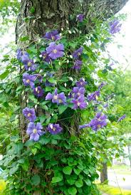 Plant the clematis outside the range of the shrub branches so that it will receive enough sunlight and water planting procedure. Growing Vines On Trees Why Not Laidback Gardener