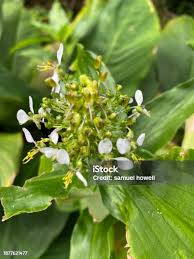 Image result for Aneilema umbrosum