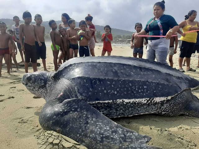 Into the Wild: A Journey to the world's largest turtles - San Blas Frontera