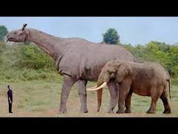 Top 10 Heaviest Land Mammals On Earth Creature Countdown Freeschool Youtube Prehistoric Animals Extinct Animals Animals