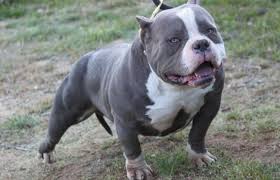 Kissabullz french bulldogs breeds top quality french bulldogs , colors of blue, chocolate, cream, red, fawn. 10 Things You Didn T Know About The Pocket Pitbull Pitbull Puppies Pitbull Dog Pocket Pitbull
