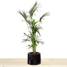 Yes, floweraura now offers you express delivery of green plants in all. Kentia Palm Indoor Plants Online Delivery In Kl Malaysia Indoor Plants Kl Wenghoa