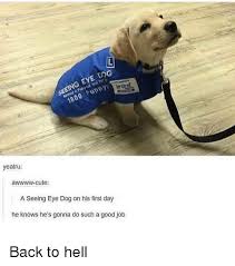 Whether it's for yourself or for sharing with someone that did a great job, these 23 great job memes are the gift that keeps on giving. Dog Eye Seeing Puppy 1800 Yeatru Awwwww Cute A Seeing Eye Dog On His First Day He Knows He S Gonna Do Such A Good Job Back To Hell Meme On Esmemes Com