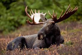 Best neighborhoods in moose lake, minnesota: Scientists Northern Minnesota S Rising Deer Population To Blame For Dwindling Moose Numbers Quetico Superior Wilderness News