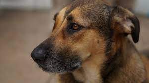 The labrador golden retriever mix is also a large dog. German Shepherd Labrador Mix Sheprador Puppies Prices More