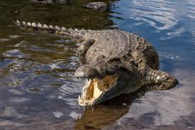 Crocodiles: Facts And Photos Of Some Of The Toothiest Reptiles | Live  Science