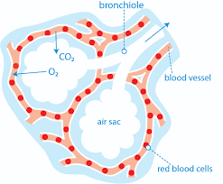 flow chart of o2 through co2 molecules example