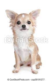 Maybe you would like to learn more about one of these? Chihuahua Puppy Sitting On A White Background Light Brown Chihuahua Puppy Sitting On A White Background Canstock