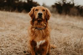 We are members of the golden retriever club of america, an akc breeder of merit, an akc bred with h.e.a.r.t. Red Golden Retriever Red Golden Retriever Golden Retriever Photography Red Golden Retriever Puppy