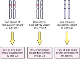 Genetic Difference An Overview Sciencedirect Topics
