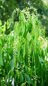 Image result for Citharexylum