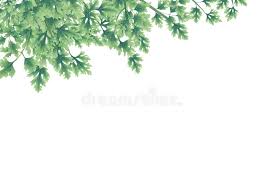 In this page, you can download any of 40+ leaf border vector. Green Of Parsley Leaves At The Borders On Top Stock Image Image Of Parsley Isolated 111821501