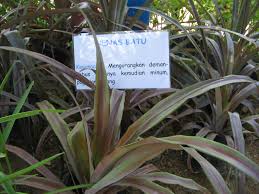 Jenis batu batuan di indonesia sangat beragam, secara garis besar dibagi kedalam 3 kelompok; Pokok Nenas Batu Wikipedia Bahasa Melayu Ensiklopedia Bebas