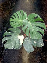 Check out our monstera thai constellation selection for the very best in unique or custom, handmade pieces from our craft supplies & tools shops. Monstera Thai Constellation Teo Joo Guan Horticulture