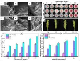 Image result for pseudomonas savastanoi pv nerii oleander symptoms