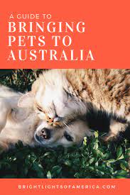 While importing your pet dog to australia, the pet owner must state the breed of the dog and sign a declaration stating that your dog is not an ineligible breed. Pin On Best Of Bright Lights Of America