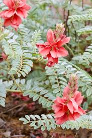 Image result for Indigofera mollicoma