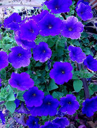 See more ideas about petunias, plants, flowers. Container Gardening With Katg Cubit Container Plant Information Base Forum Petunias Flowers Annuals Flower Garden Plans Wave Petunias Potted Plants Patio