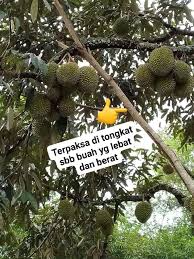 Baja untuk pokok sawit dan pokok getah secara umumnya adalah tidak sesuai untuk pokok durian. Pokok Durian Berbuah Lebih Agen Baja Ezigrow Kulai Facebook