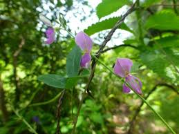 Image result for Galactia