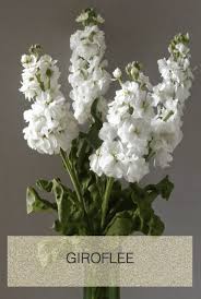 Calendrier Des Fleurs Dans Les Baskets De La Mariee Fleurs Fleurs Mariage Fleurs De Saison