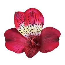 Check out this red rose and alstroemeria bridal bouquet and see more inspirational photos on michelle's love for red roses inspired the red in her day's palette. Globalrose Fresh Red Alstroemeria Flowers 80 Stems 320 Blooms Alstroemeria Red 80 The Home Depot