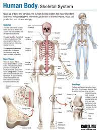 The human body contains five organs that are considered vital for survival. Teaching The Skeletal System