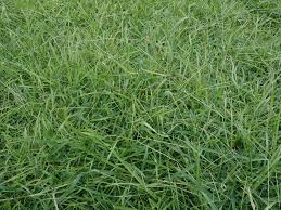 Image result for Axonopus