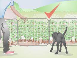 How to keep dogs out of garden without fence. How To Dog Proof A Garden 14 Steps With Pictures Wikihow