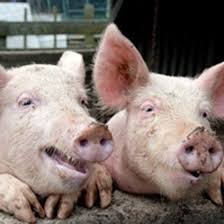 Just added big daddy egg to the family! Raising Pigs For Meat Homesteading And Livestock Mother Earth News