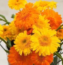 Amazon Com David S Garden Seeds Herb Calendula Princess Mix Sl1904a Yellow 100 Open Pollinated Seeds Calendula Plant Organic Seeds Garden Seeds Calendula