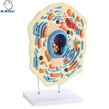 Maybe you would like to learn more about one of these? Animal Cell Model Medicine Teaching Tool Animal Cell Model Animals Celltool Tool Aliexpress