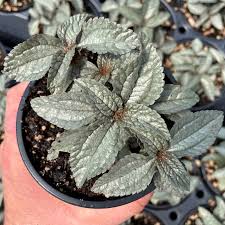 Image result for Pilea rivularis