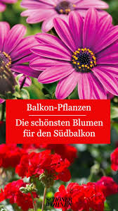 Geranien Pelargonium Bild 4 In 2020 Pflanzen Balkon Pflanzen Garten