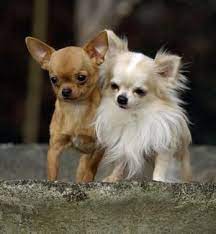 Potty Training Chihuahua Consistency Is Key Perros Chiguagua Perros Enanos Perros Esponjosos