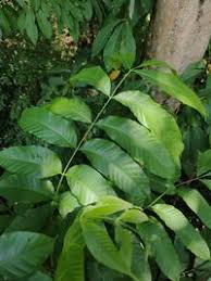 Image result for Aphanamixis