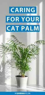 Caring For Your Cat Palm In 2021 Palm Plant Care Low Light House Plants Palm Plant Indoor