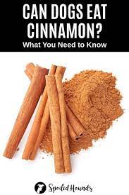 Spices Dogs Can And Can T Eat What To Know About Dogs And Spices Food Dogs Cant Eat Can Dogs Eat Dog Recipes