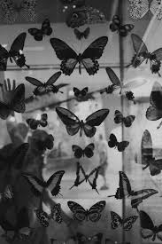Aesthetic Wall Collage Pictures Black And White Butterfly And Black And White Image Black And White Photo Wall Black And White Picture Wall Black And White Aesthetic