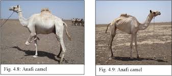 These include the animal's eyelashes. Production System Phenotypic And Molecular Characterization Of Sudanese Camels Camelus Dromedarius Semantic Scholar